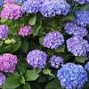 Hydrangeas are grown for their large, showy flowers, which are actually collections of small fertile and infertile. 1