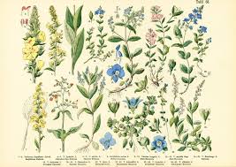 Image result for Scrophulariaceae