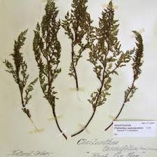 Image result for Cheilanthes similis