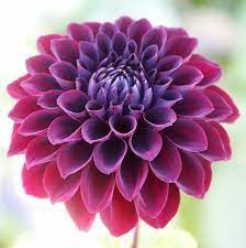 Opera Violet Dahlia Flower Seeds Annual 25 Etsy Dahlia Flower Tattoos Dahlia Flower Flower Seeds
