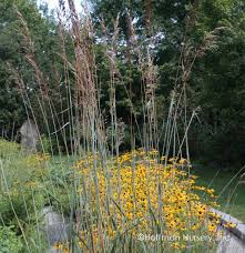 Image result for Sorghastrum
