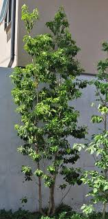 ソヨゴの特徴や魅力を解説 成長の緩やかさを活かしてシンボルツリーや目隠しにしてみよう 千葉県 東京都の造園 植栽 庭施工 造園業専門店 新美園