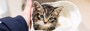 Learn What To Do With Stray And Feral Cats Rspca