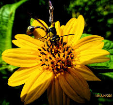 Image result for Aspilia africana