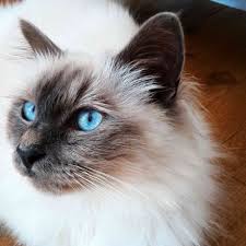 All gray cat with blue eyes. 10 Best Cat Breeds With Blue Eyes