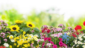 35 lovely summer container garden. Die Beliebtesten Gartenblumen Im Fruhling Sommer Herbst Und Winter