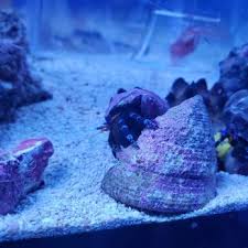 Check spelling or type a new query. Vivid Aquariums 65 Photos 135 Reviews Aquarium Services 21126 Vanowen St Canoga Park Ca Phone Number
