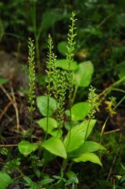 Image result for Malaxis schliebenii