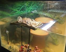 Connect the two rectangles with support beams. How To Keep A Turtle Tank Hygienic Clean Aquanswers