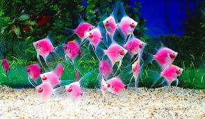 Taiwanese engineer first florescent pink angelfish - Taipei Times
