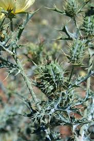 Image result for Argemone ochroleuca