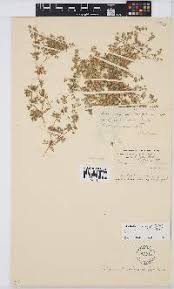 Image result for Lotononis stipulosa