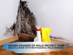 Hidden Dangers of Mold: Protect Your Health and Home with Professional Mold  Removal