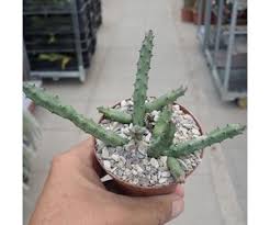 Image result for Huernia hislopii