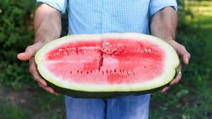 Check spelling or type a new query. Saving The Sweetest Watermelon The South Has Ever Known The Salt Npr