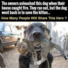 Pin On Dog Kids