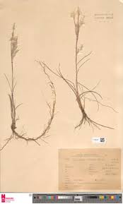 Image result for Andropogon fastigiatus