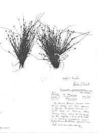 Image result for Eleocharis atropurpurea