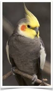 Newest oldest price ascending price descending relevance. Cockatiels For Sale Pet Birds For Sale Buy Birds Online Birds For Sale Pet Finches For Sale