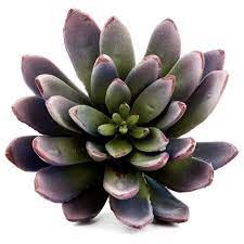 Purple and green striped succulent. Purple Green Succulent Pick Hobby Lobby 654954