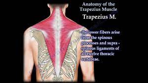 An upper (descending) part which supports the weight of the arm; Anatomy Of The Trapezius Muscle Everything You Need To Know Dr Nabil Ebraheim Youtube