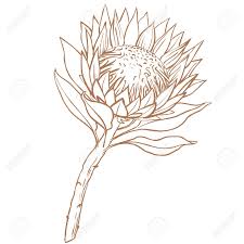 Protea Flower Line Drawing On White Background Flower Line Drawings Protea Flower Protea Art
