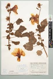 Image result for Hibiscus diversifolius