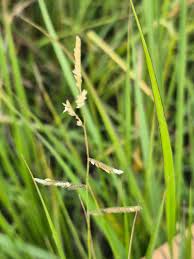 Image result for Moorochloa eruciformis