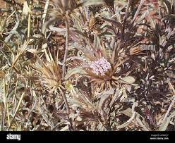 Image result for Dicoma