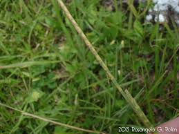 Image result for Coelorachis