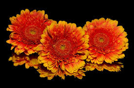 Image result for flowers images