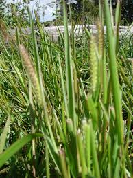 Image result for Sacciolepis rigens