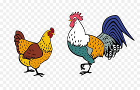 Apakah harimau putih memiliki warna putih? Daging Ayam Hitam