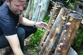 You can buy mushroom kits already packed with a. Starting A Mushroom Garden 5 Ways To Get Growing