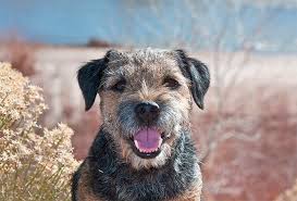 Border Terrier Dog Breed Information Pictures