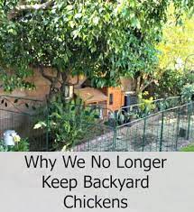 Why We No Longer Keep Backyard Chickens Chickens Backyard Homestead Chickens Urban Chickens