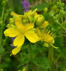 Image result for Hypericum scioanum