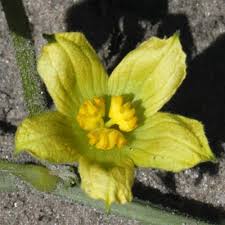 Image result for Acanthosicyos naudinianus