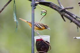 How to feed orioles grape jelly. Laura S Birding Blog Feeding Jelly To Birds