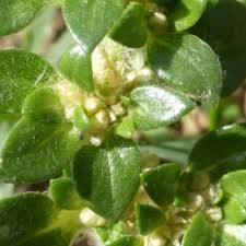 Image result for Guilleminea densa