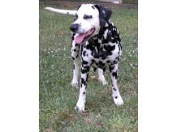Spotted dogs have appeared throughout history in europe, asia, and africa, credited with a dozen nationalities and as many native names. Dalmatian Puppies For Sale