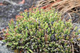 Image result for Euphorbia jubata