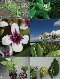 Image result for Pseuderanthemum