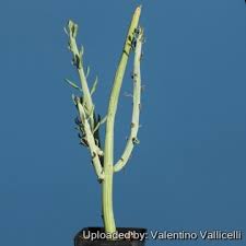 Image result for Kleinia sp.no.1