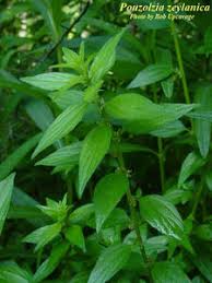 Image result for Pouzolzia parasitica