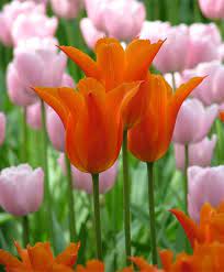 Tulip Ballerina Lily Flowering Tulips Tulips Flower Bulb Index Bulb Flowers Tulips Images Planting Tulips