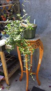 Image result for Fockea angustifolia