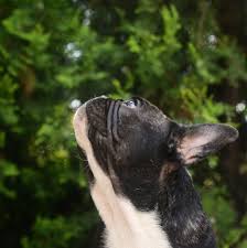 If your frenchie has developed the problem after taking exercising. French Bulldog Skin Issues Forza10 Usa Forza10 America