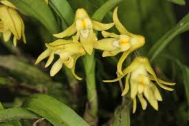 Image result for Polystachya ottoniana