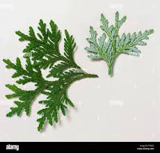 Image result for cuttings thujas